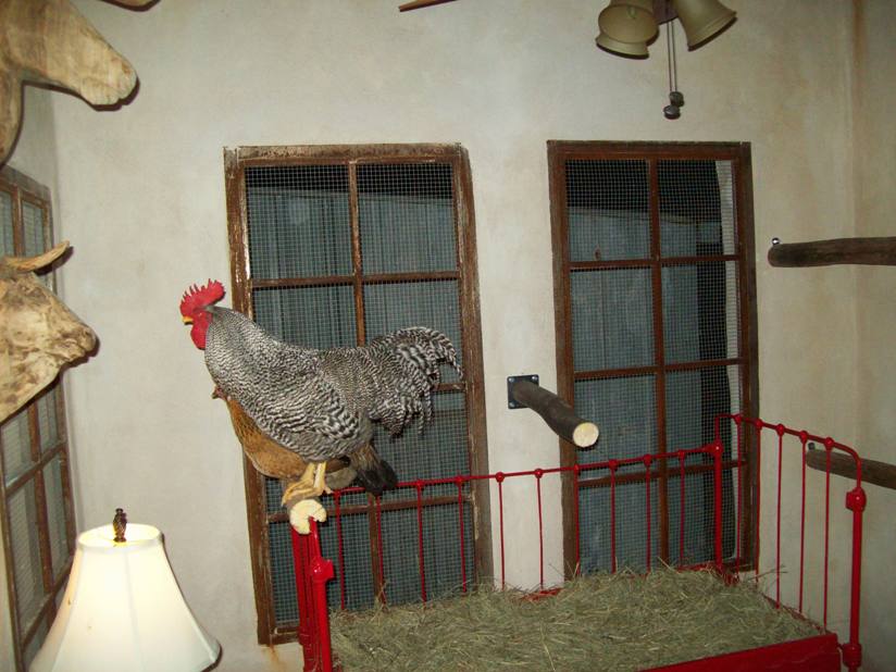 Evans Weaver Chicken house